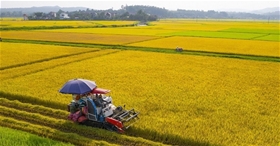 Hạt gạo – Hành trình của nghìn năm cần lao